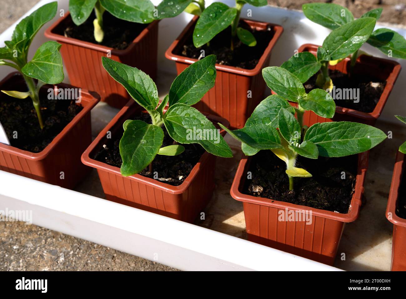 Vassoio di piantine di girasole in vasi di plastica durante la primavera, Chard, Somerset, Regno Unito, Europa Foto Stock