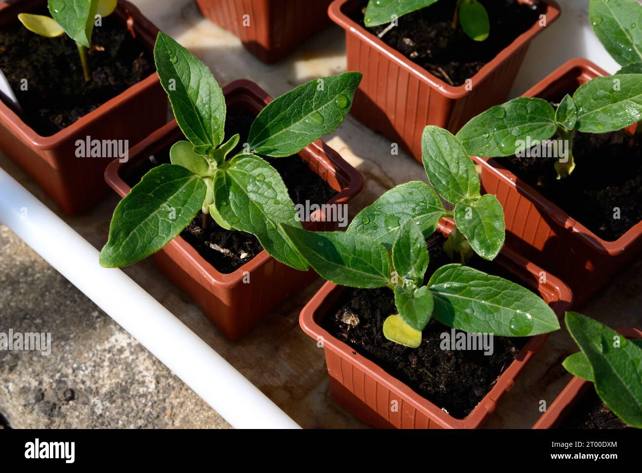 Vassoio di piantine di girasole in vasi di plastica durante la primavera, Somerset, Regno Unito, Europa Foto Stock