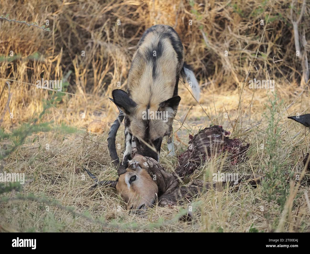 Questo branco di almeno 8 cani selvatici aveva ucciso e divorato un impala in circa 20 minuti. Foto Stock