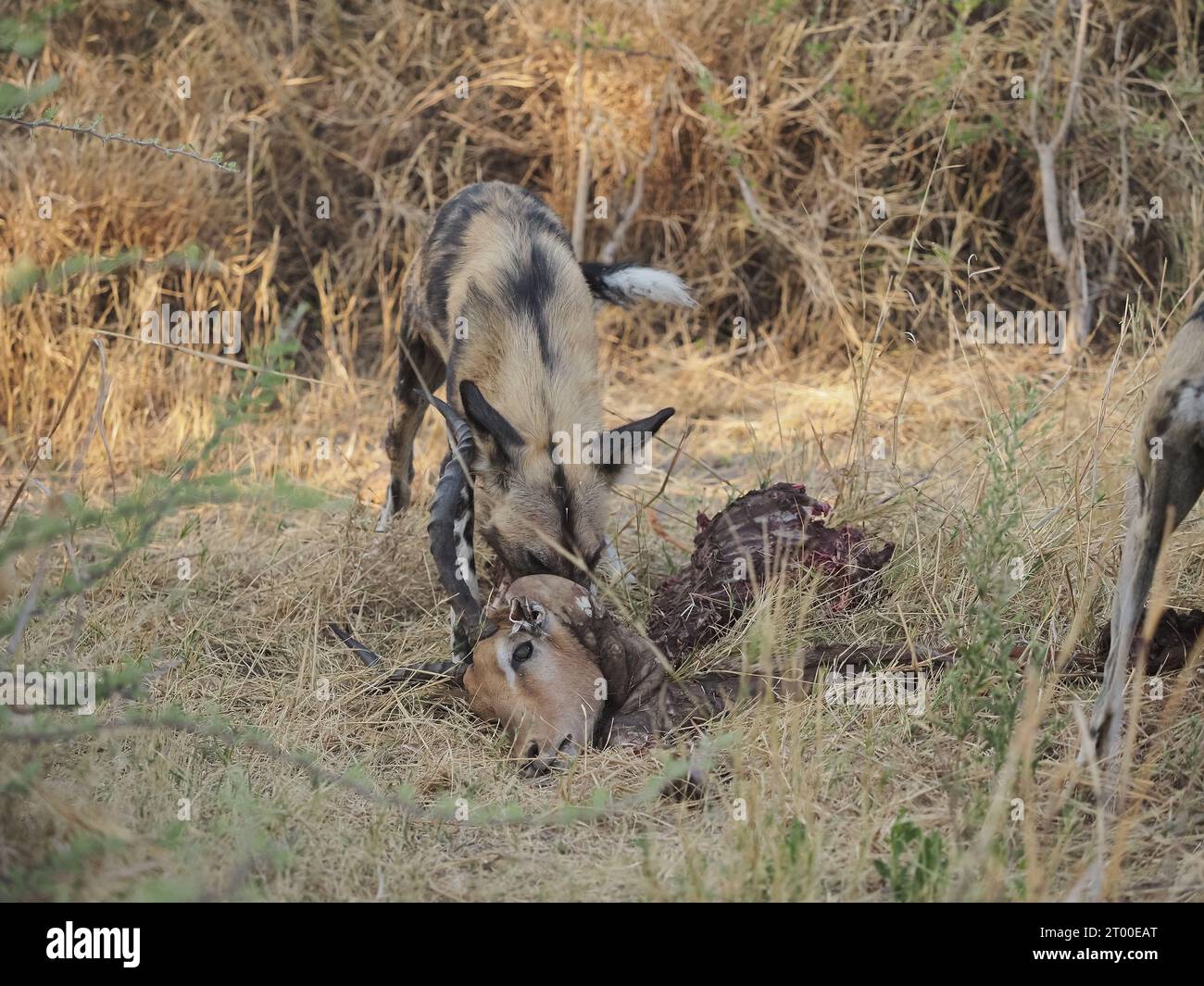 Questo branco di almeno 8 cani selvatici aveva ucciso e divorato un impala in circa 20 minuti. Foto Stock