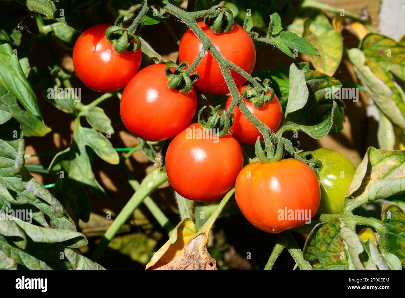 Pomodori che crescono sulla vite, Chard, Somerset, Regno Unito, Europa, Foto Stock