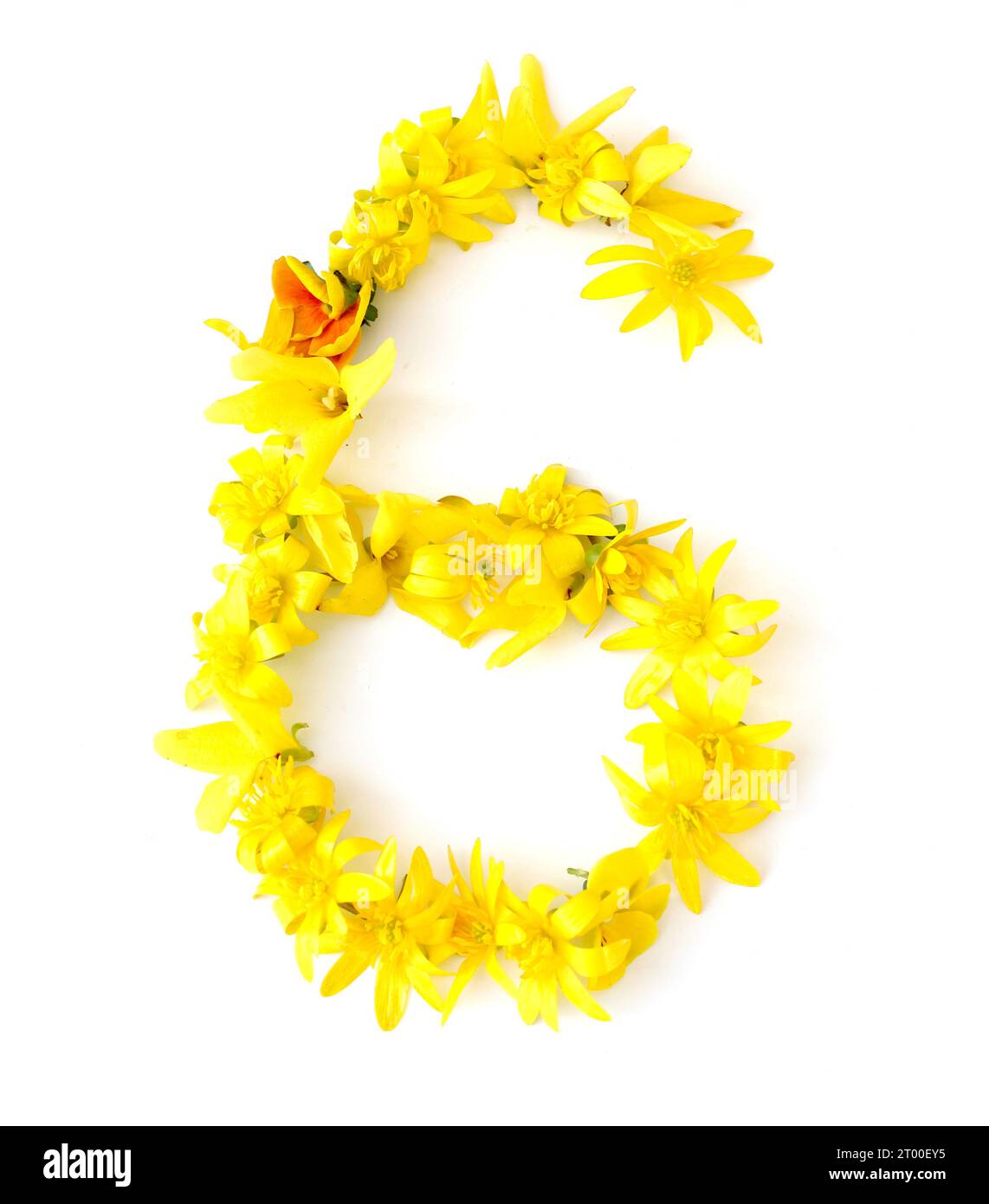 numero composto da fiori gialli, arancioni appena raccolti. isolato su sfondo bianco per la festa di compleanno, anniversario, sei, 60, sessanta, 6, Foto Stock