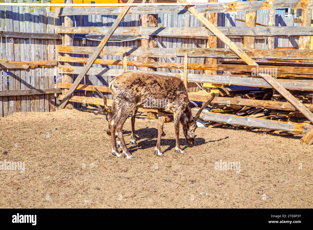 Renne nella fattoria. Estate nel nord. Teriberka, regione di Murmansk, Russia - 19 luglio 2023. Foto Stock