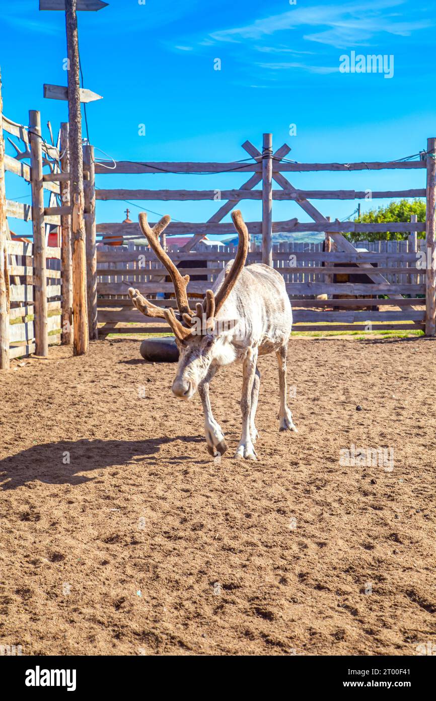 Renne nella fattoria. Estate nel nord. Teriberka, regione di Murmansk, Russia - 19 luglio 2023. Foto Stock