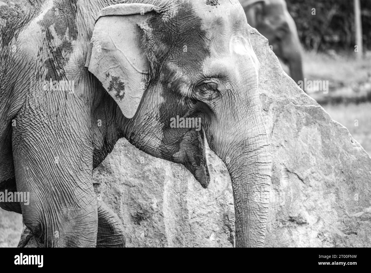 Elefante indiano nello zoo. Vista dettagliata nelle soleggiate giornate autunnali. Fotografia in bianco e nero. Foto Stock