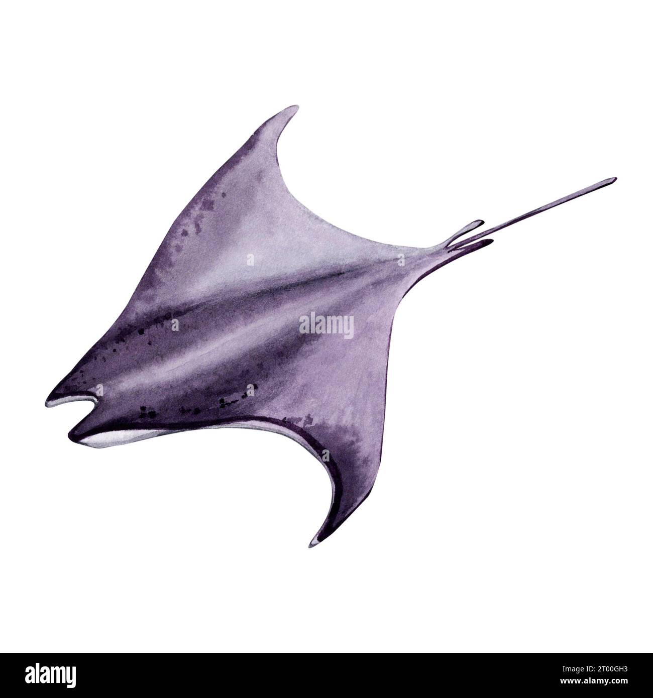 Illustrazione ad acquerello disegnata a mano della mante. Elemento di design isolato subacqueo con corallo marino. Avventura di viaggio creature marine. Foto Stock