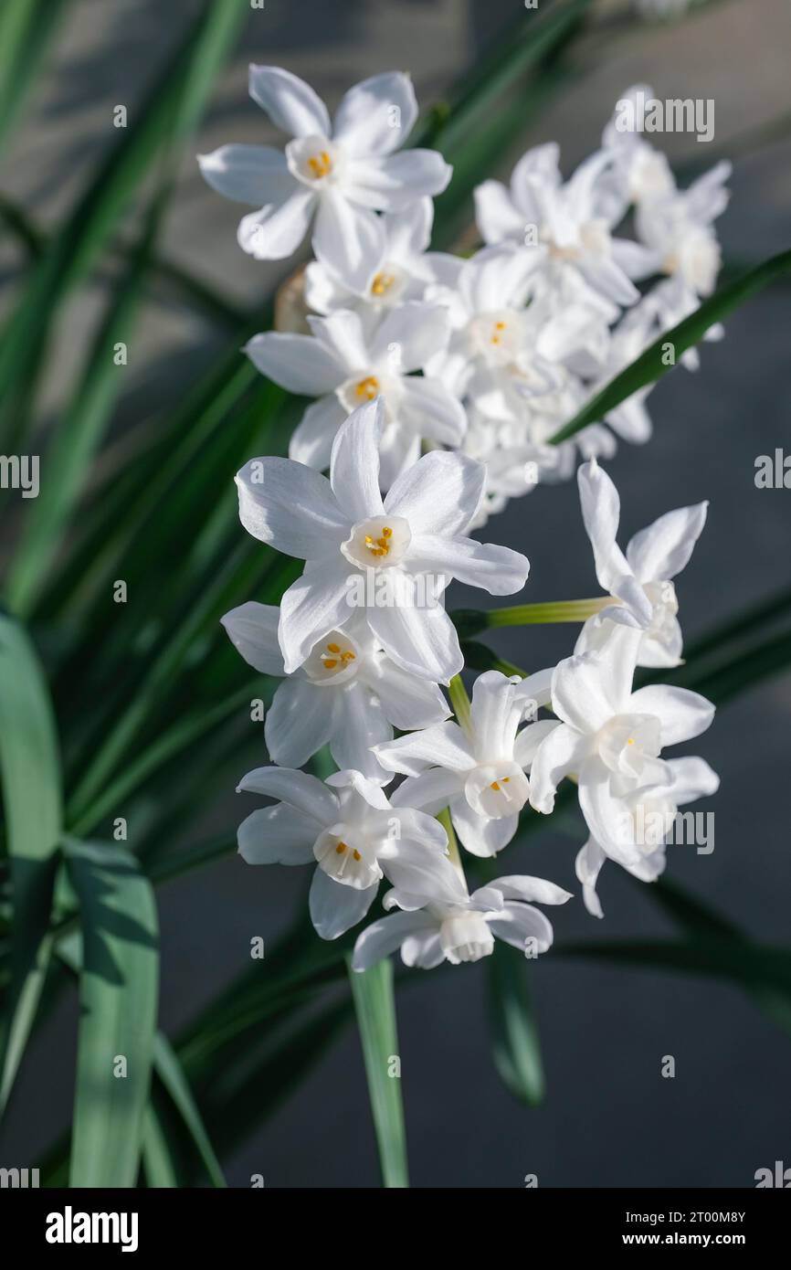 Narcissus papyraceus, cartaceo di narcisi bianco, singolo fiore bianco Foto Stock