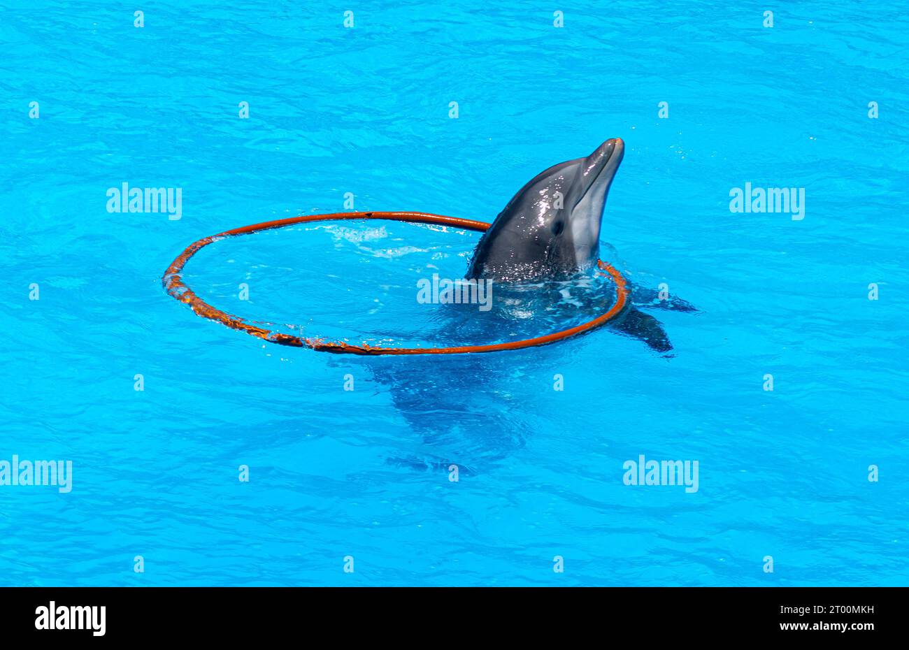 delfini allegri e giocosi che saltano dall'onda del surf che rompe l'oceano alla schiuma di fronte al nuvoloso paesaggio marino Foto Stock