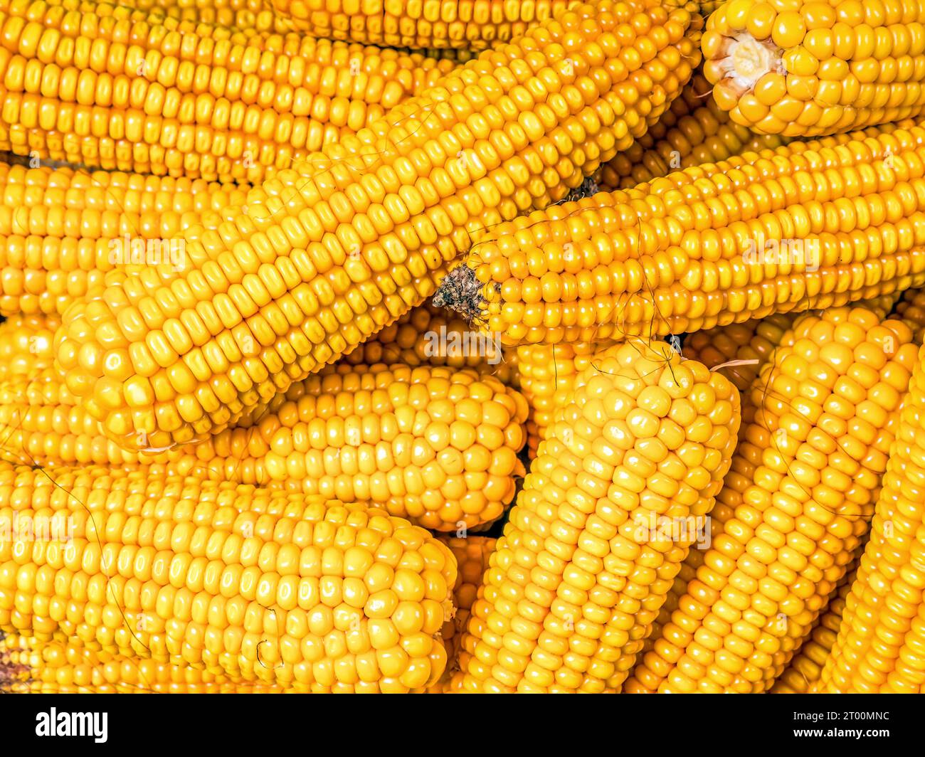 Pila di pannocchie di mais dolce semigreggio grattugiato dall'alto Foto Stock