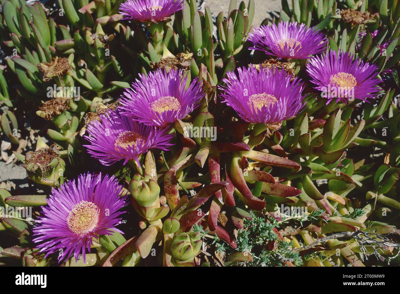 Piante di fichi in fiore, dettaglio di fiori e foglie, Carpobrotus acinaciformis, Aizoaceae Foto Stock