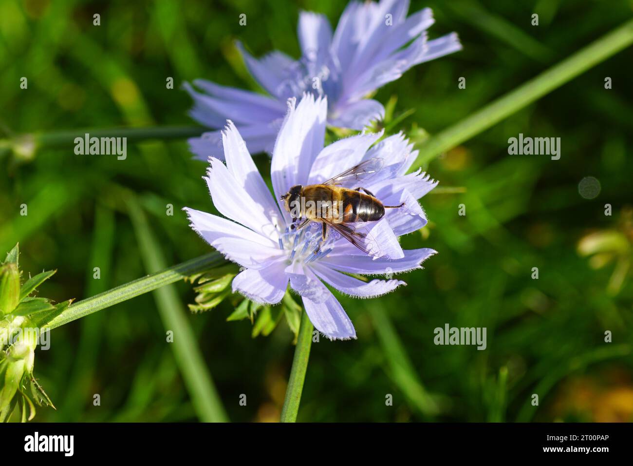 Mosca hoverfly maschile, mosca comune del drone (Eristalis tenax), famiglia Syrphidae sui fiori della cicoria comune (Cichorium intybus), famiglia Asteraceae. Paesi Bassi, Foto Stock