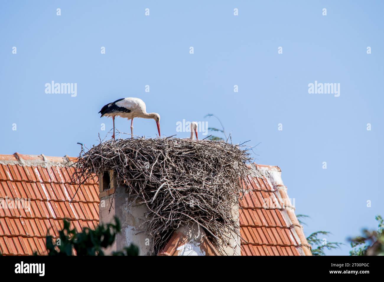 Un paio di cicogne bianche, Ciconia ciconia, che si prendono cura del loro nido su un tetto a Ifrane, in Marocco Foto Stock