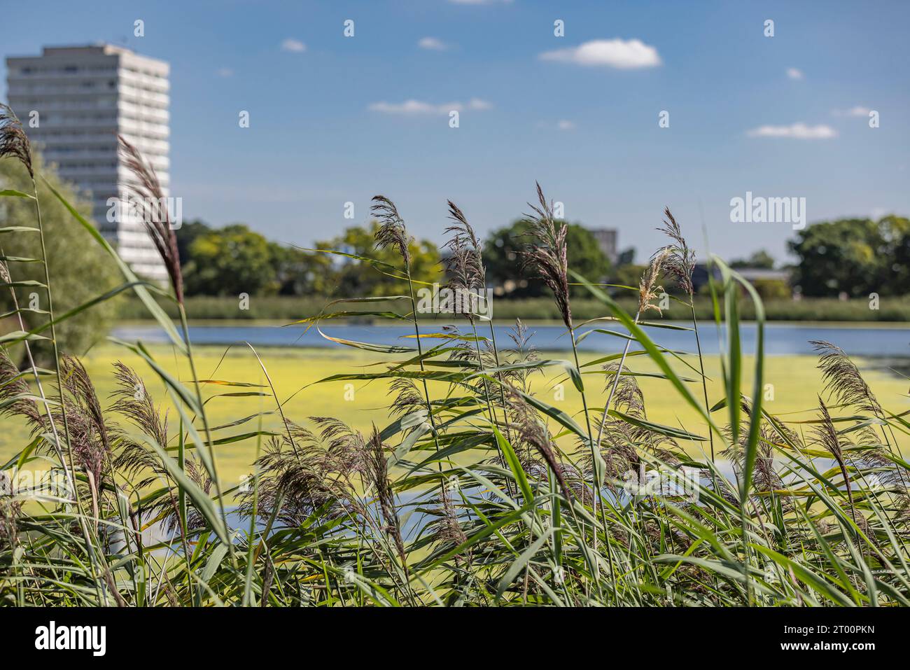 Woodberry Down Wetlands Local area Photography - Londra Regno Unito Foto Stock