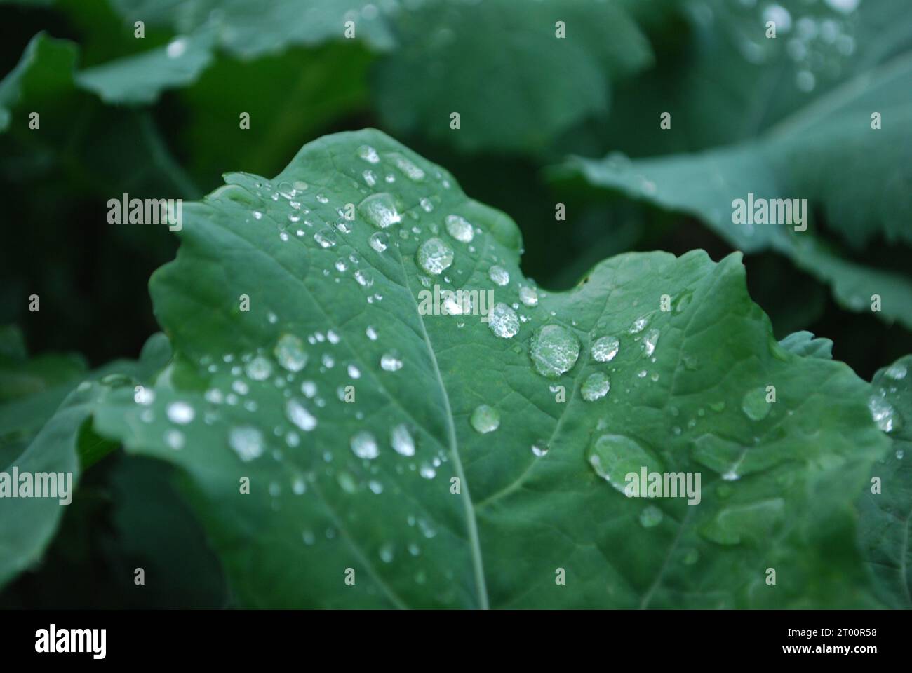 Pioggia su foglia grande Foto Stock