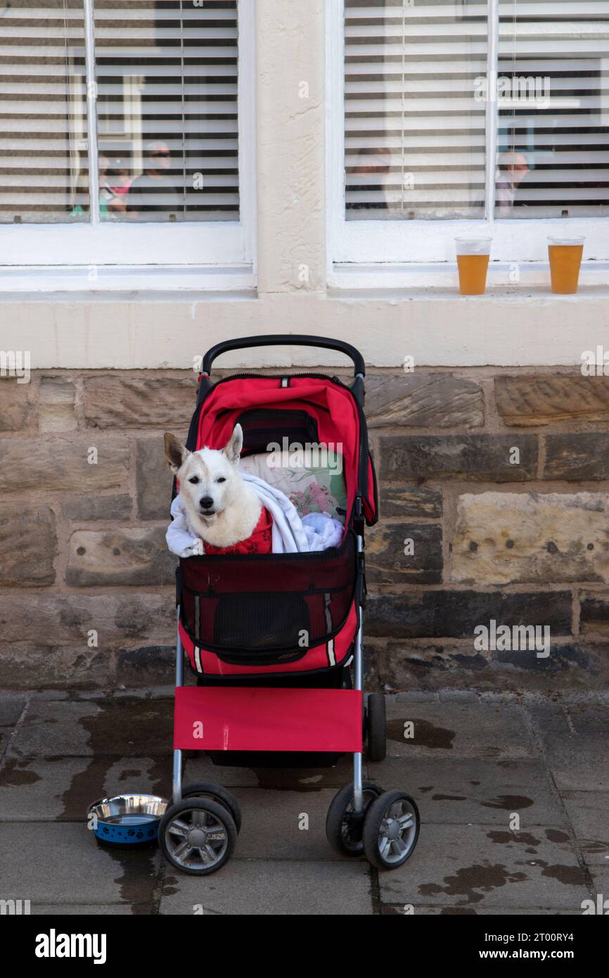 Il cane è stato portato a fare una passeggiata, il vecchio cane ha problemi di mobilità camminando in una carrozzina per bambini. Cockenzie e Port Seton, East Lothian, Scozia. 2023 2020 UK HOMER SYKES Foto Stock