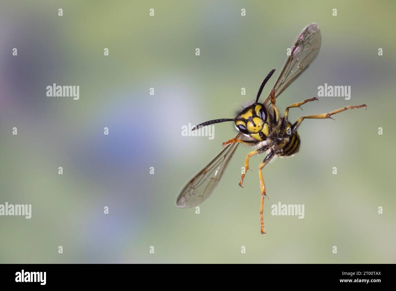 Deutsche Wespe, Wespe, Flug, Flugbild, fliegend, Vespula germanica, Vespa germanica, Paravespula germanica, vespa, Giacca gialla, vespe, gialli, Foto Stock