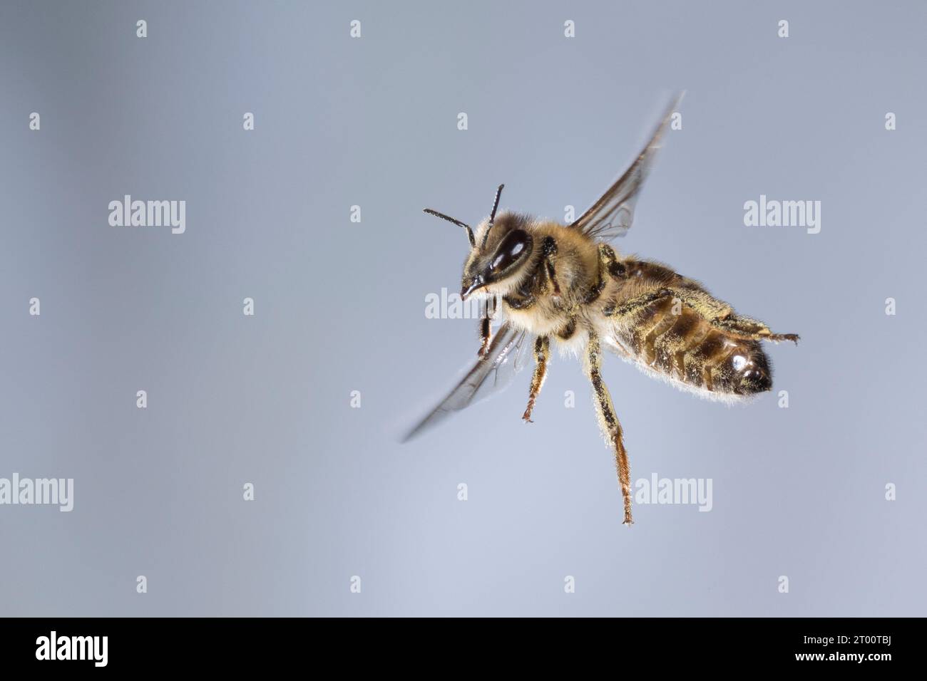 Honigbiene, Honig-Biene, Europäische Honigbiene, Westliche Honigbiene, Flug, fliegend, Flugbild, Biene, Bienen, Apis mellifera, Apis mellifica, tesoro Foto Stock