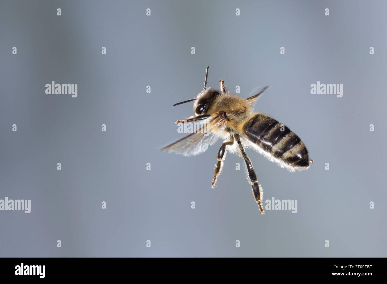 Honigbiene, Honig-Biene, Europäische Honigbiene, Westliche Honigbiene, Flug, fliegend, Flugbild, Biene, Bienen, Apis mellifera, Apis mellifica, tesoro Foto Stock