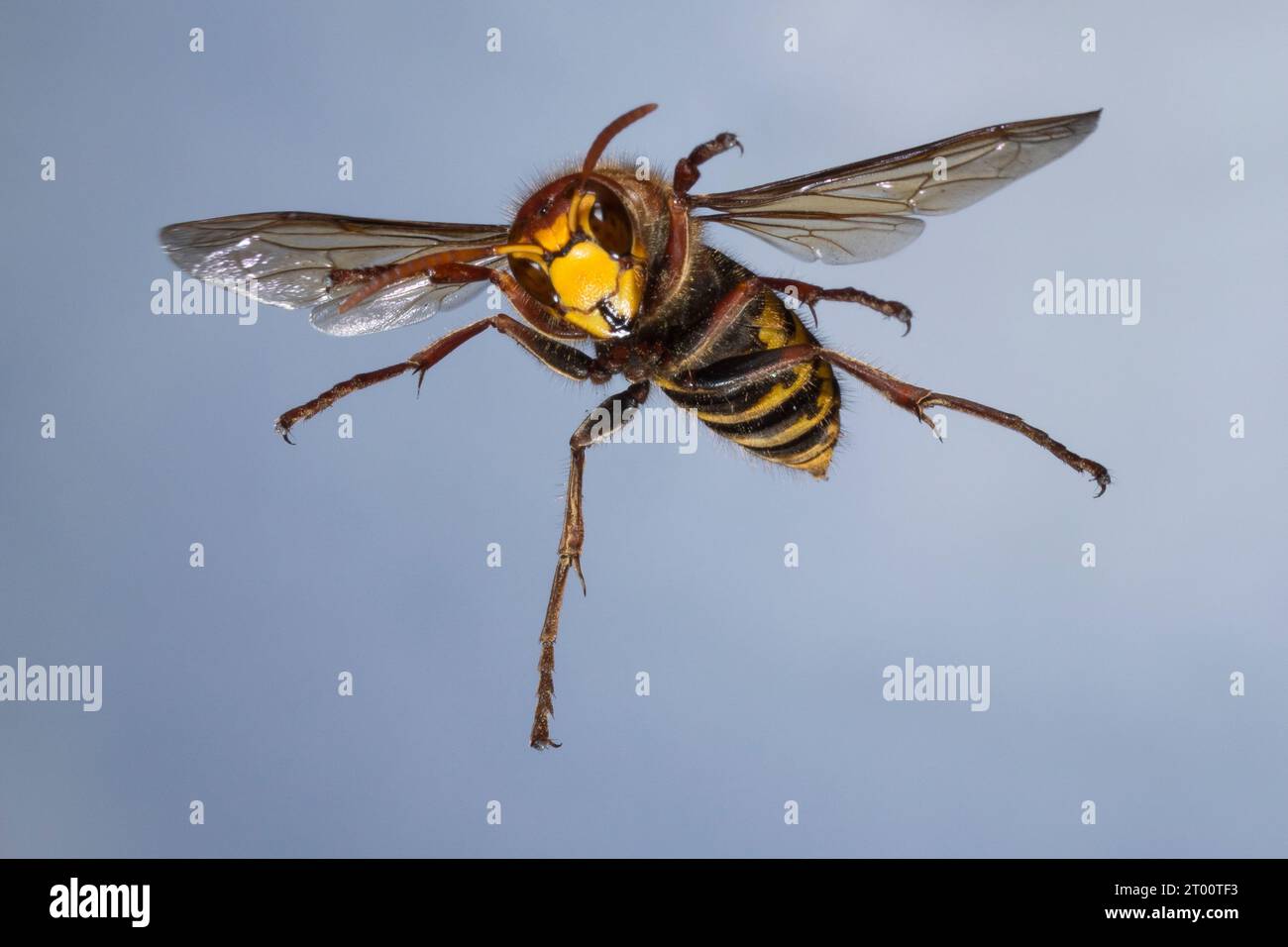 Hornisse, Hornissen, societé Flug, fliegend, Vespa crabro, hornet, calabroni, marrone hornet, Europeo hornet, volo, volare, Le frelon européen Foto Stock