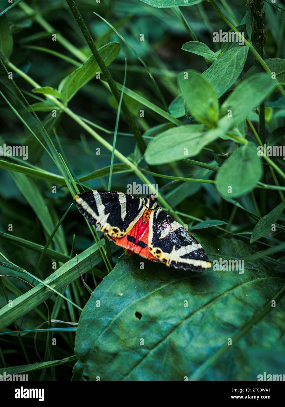 La falena tigre di Jersey (Euplagia quadripunctaria) farfalla colorata nell'erba su una foglia verde Foto Stock