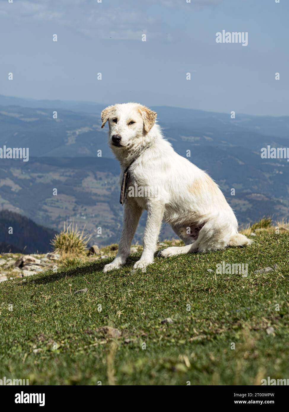 Cane randagio incrociato bianco seduto a fissare in Romania la cima di una montagna Foto Stock