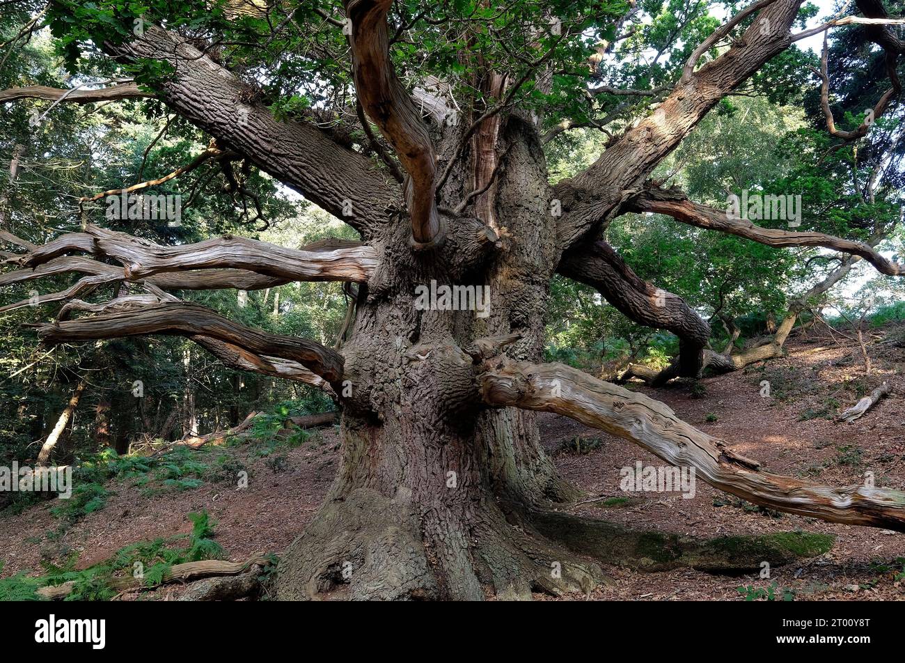 vecchio albero di quercia, sheringham park, nord norfolk, inghilterra Foto Stock