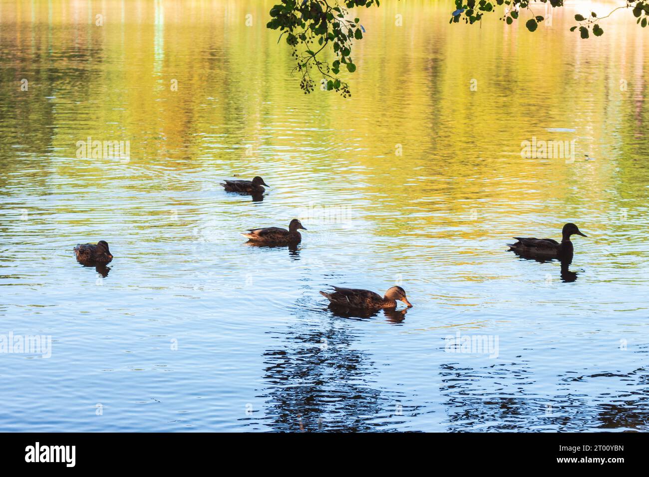 Duck Flock sul fiume. Nuota gli uccelli sullo stagno. Mallards sul lago nella stagione autunnale. Nuoto di uccelli selvatici. Uccelli selvatici in natura. Foto Stock