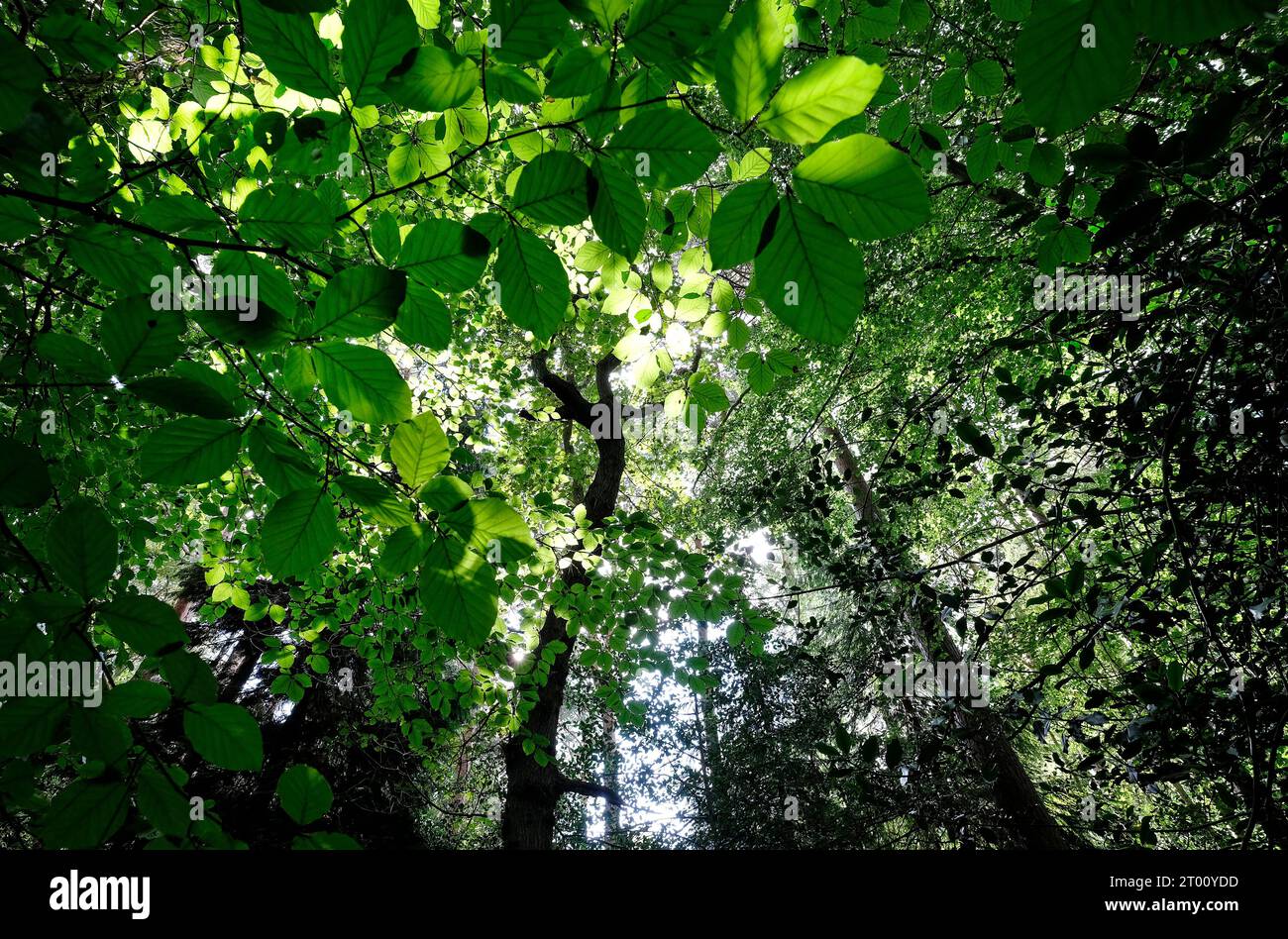 foglie verdi nella scena boschiva, norfolk, inghilterra Foto Stock