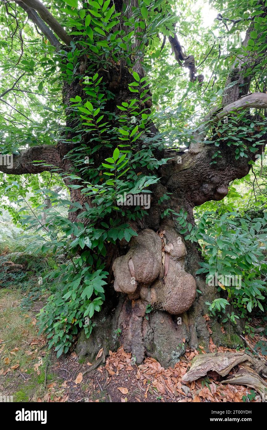vecchio tronco di castagno, boschi di felbrigg, norfolk, inghilterra Foto Stock