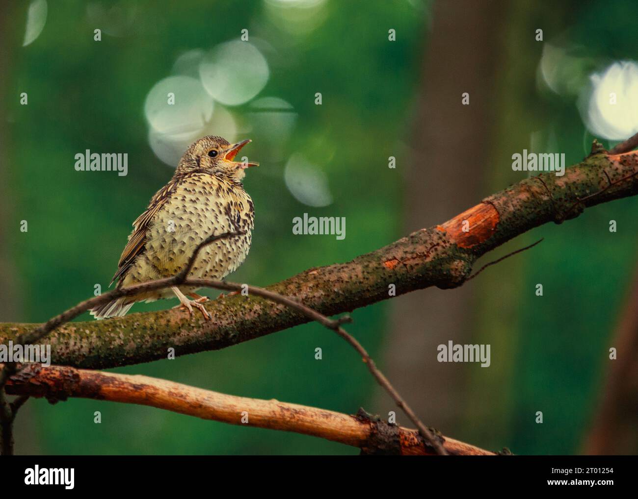 Il Song Thrush (Turdus philomelos) di Dublino, Irlanda, è un songbird melodico europeo noto per le sue melodie accattivanti. Foto Stock