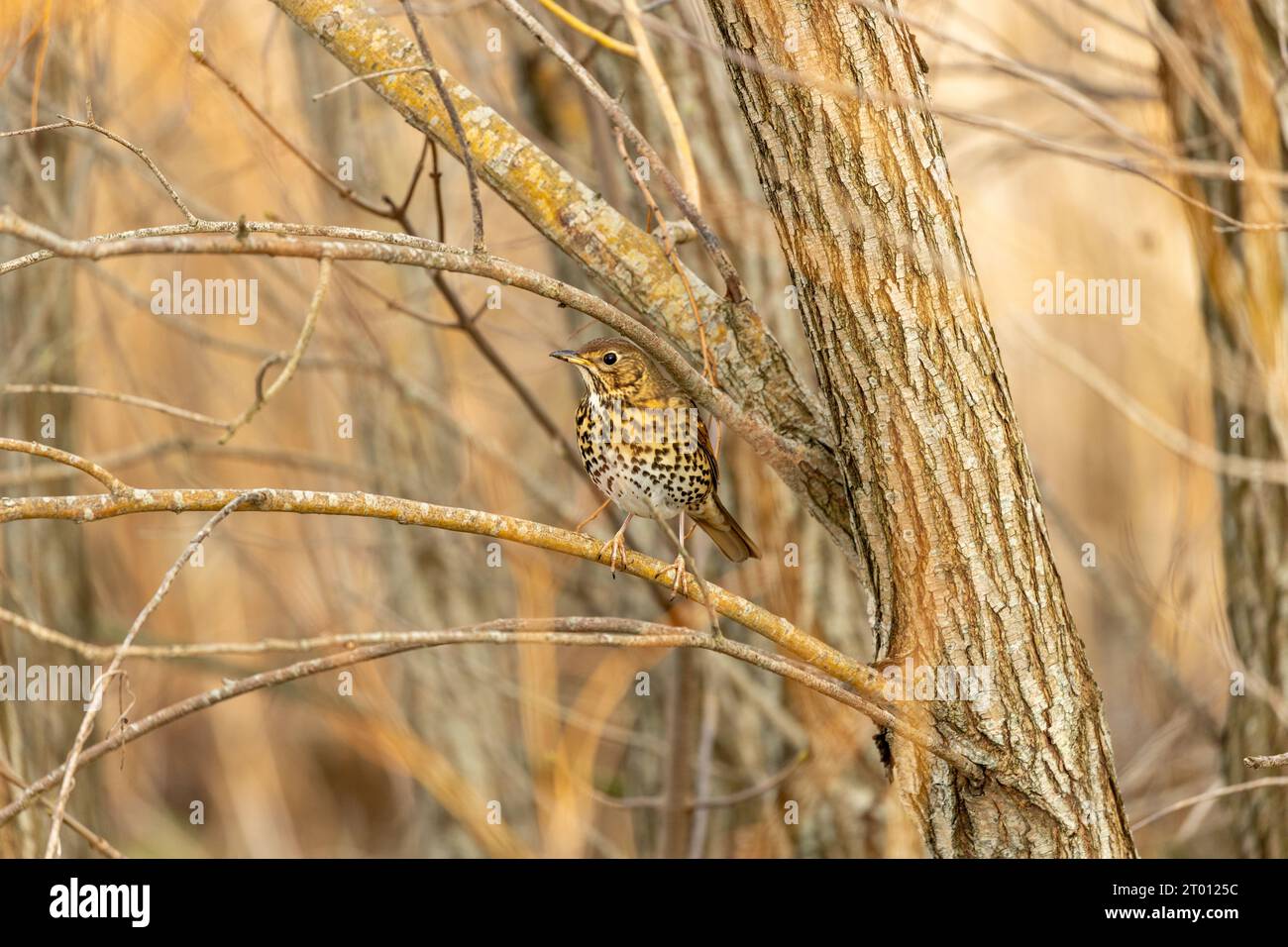 Il Song Thrush (Turdus philomelos) di Dublino, Irlanda, è un songbird melodico europeo noto per le sue melodie accattivanti. Foto Stock