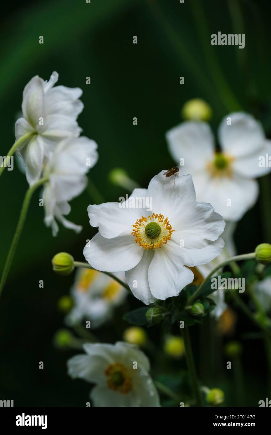 L'anenoma giapponese Eriocapitella hupehensis cresce in un giardino a Newquay, in Cornovaglia, nel Regno Unito. Foto Stock