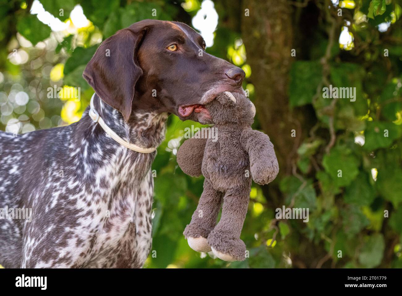 Puntatore con cortiglio tedesco, puntatore, Huntingdog Foto Stock