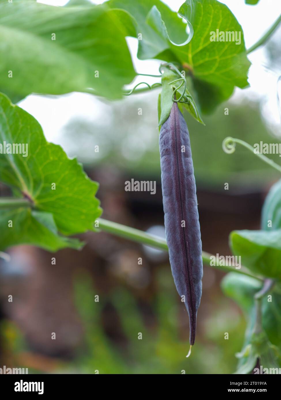 Primo piano di una cialda di piselli blu "Blauwschokker" con insoliti baccelli viola/blu, una dura verdura annuale Foto Stock