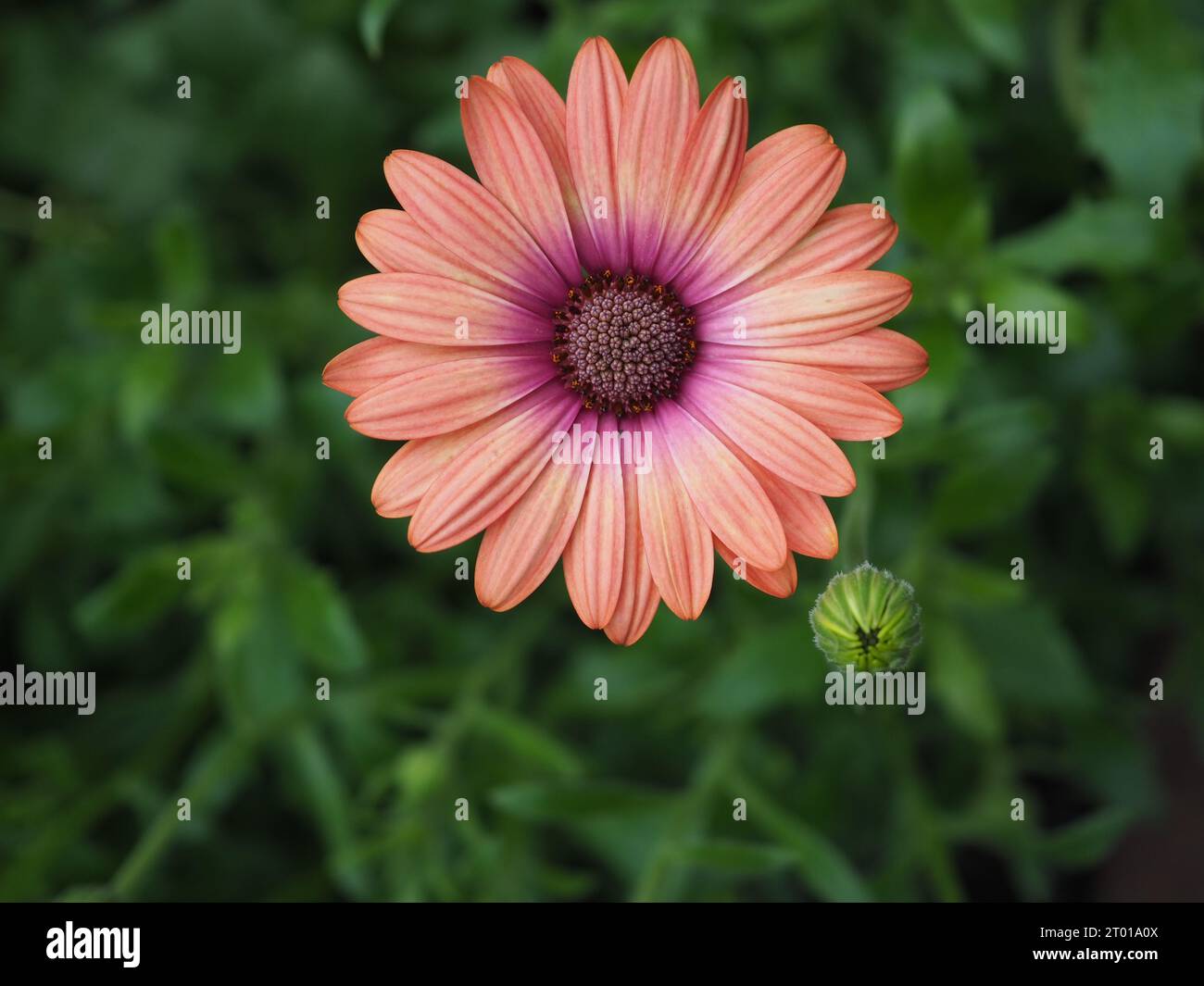 Primo piano di un fiore perenne di Osteospermum "Coral Magic" (margherita africana o margherita del mantello), prelevato dall'alto su uno sfondo sfocato di fogliame Foto Stock