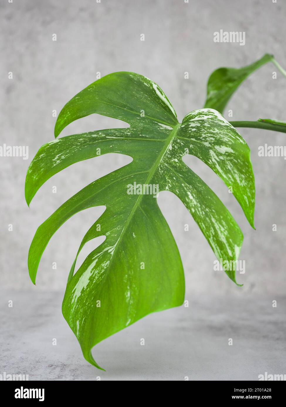 Foglia variegata di Monstera deliciosa (foglia variegata di caseificio svizzero) da vicino e isolata su uno sfondo di cemento grigio pallido Foto Stock