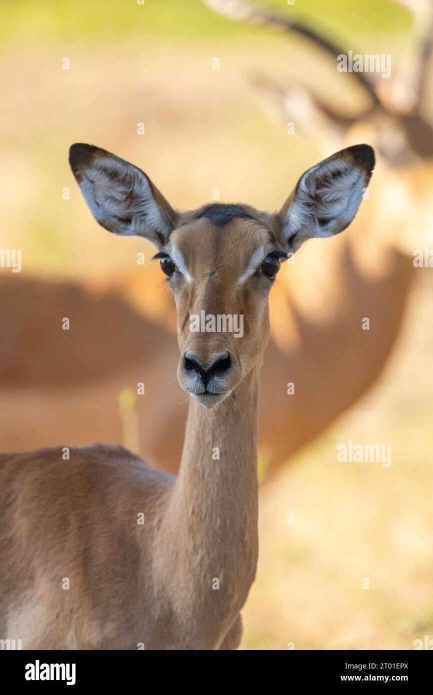 Un impala femminile che guarda la telecamera in Africa Foto Stock