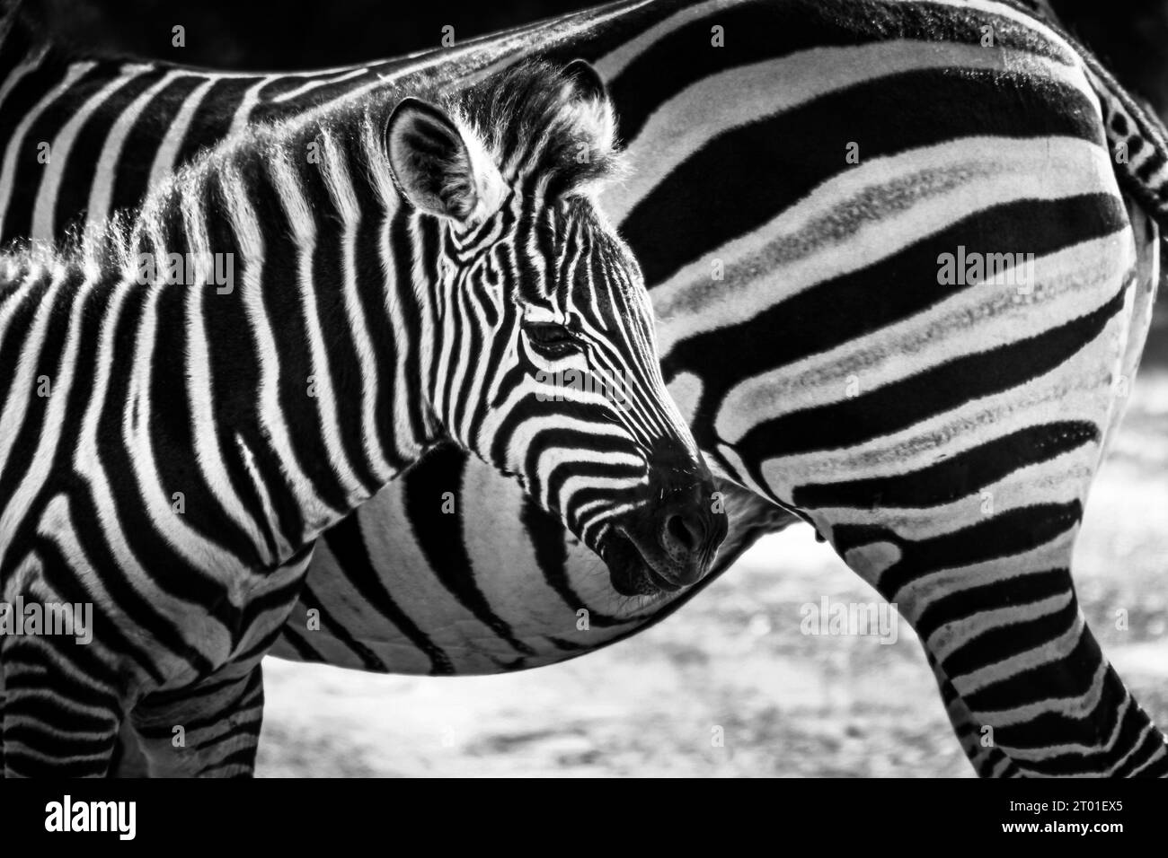 Foto in bianco e nero delle zebre Foto Stock
