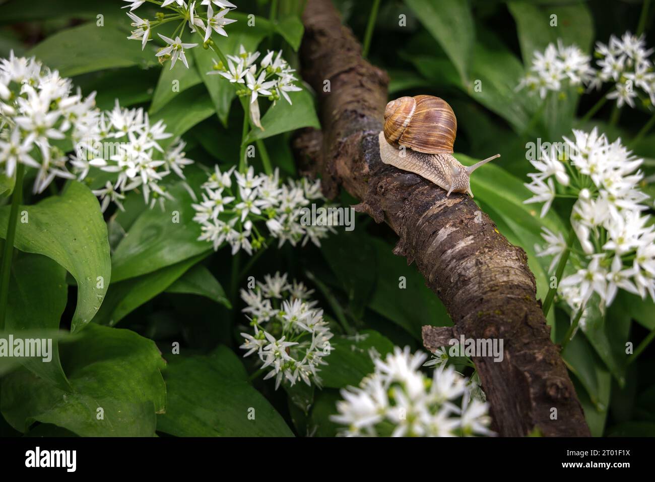 Chiocciola su un ramo nel mezzo di un campo di aglio selvatico in primavera Foto Stock