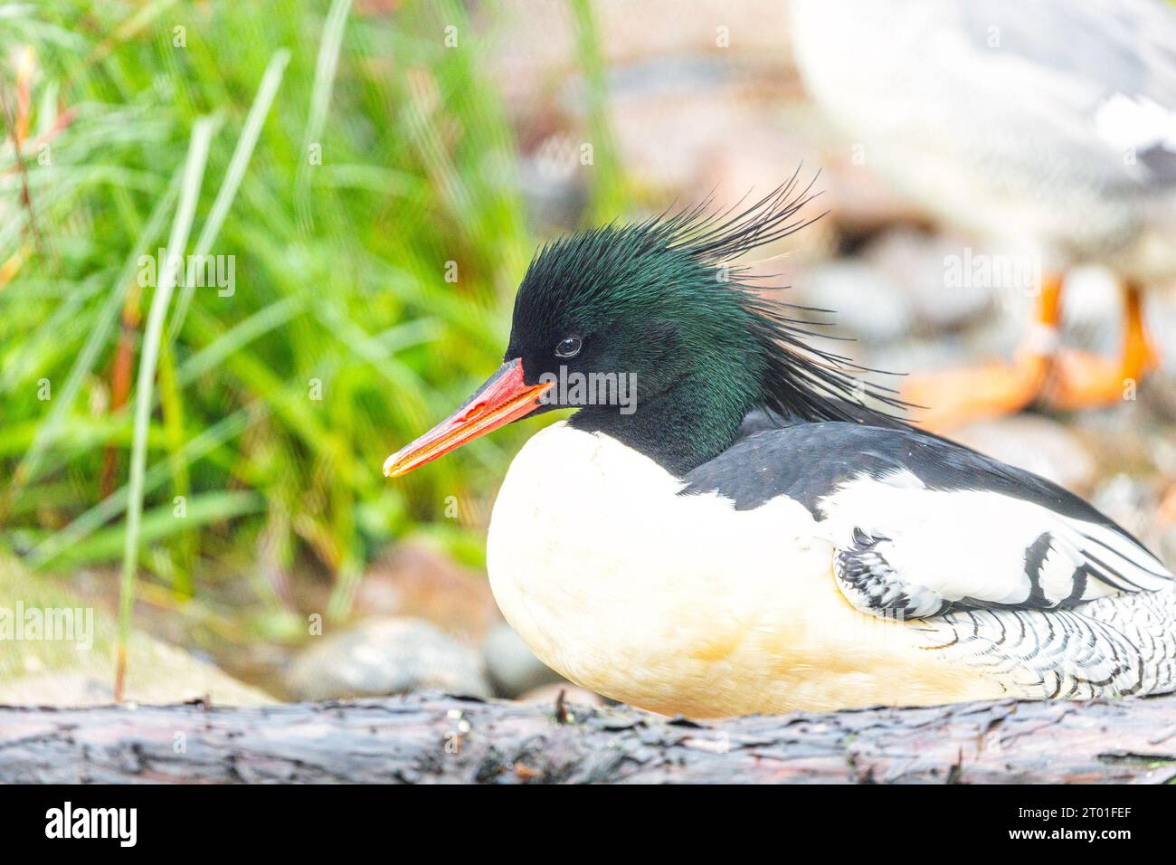 Il Merganser comune (Mergus merganser) è un suggestivo uccello d'acqua diffuso in Nord America, noto per il suo aspetto elegante e la sua abilità di pesca. Foto Stock