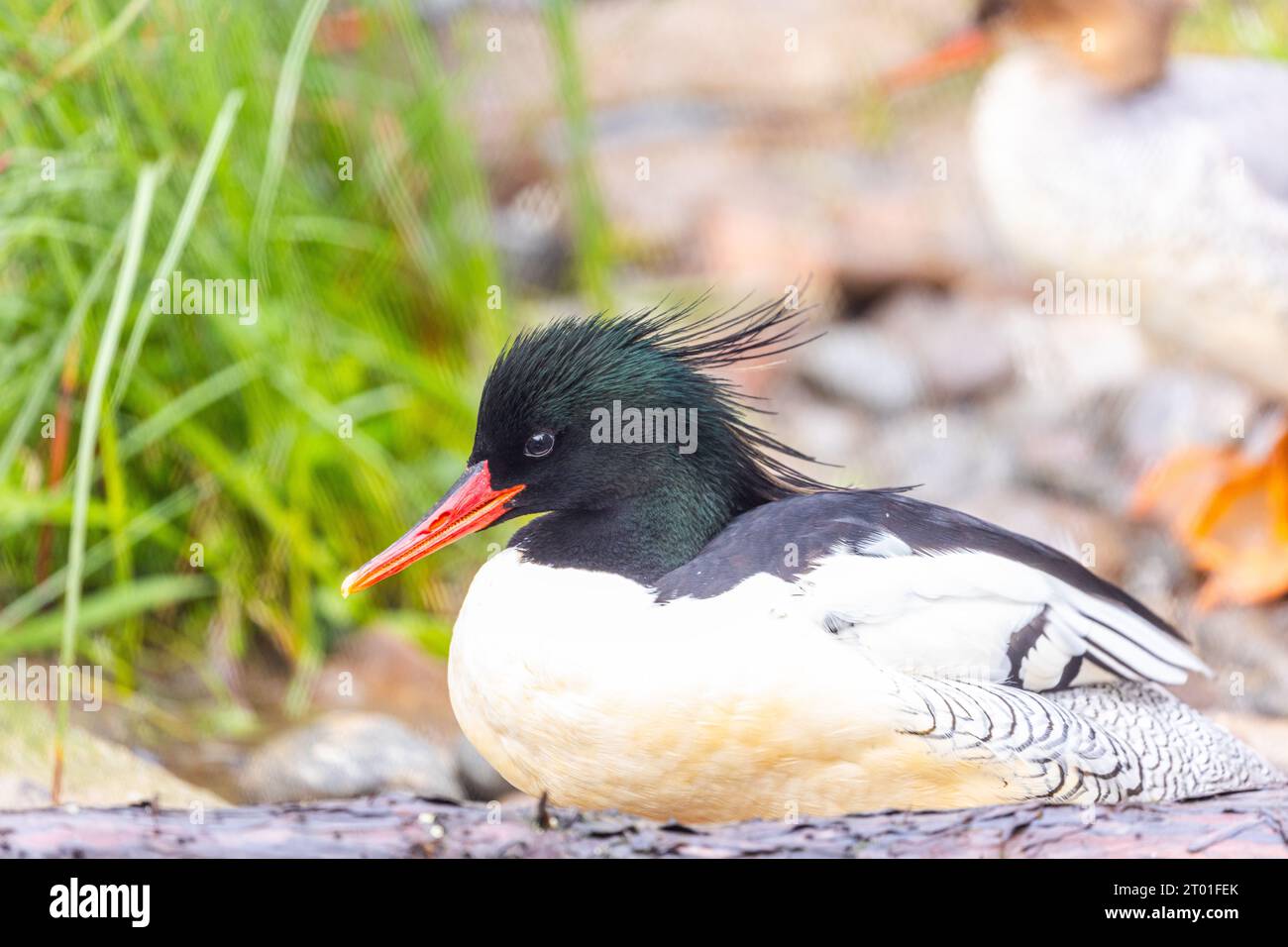 Il Merganser comune (Mergus merganser) è un suggestivo uccello d'acqua diffuso in Nord America, noto per il suo aspetto elegante e la sua abilità di pesca. Foto Stock