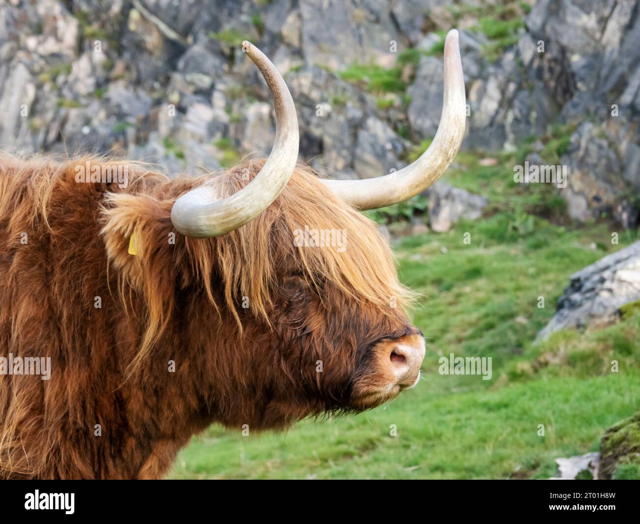 Highland Cattle on the Beacon above Woodhouse vicino Loughborough, Leicestershire, Regno Unito. Foto Stock