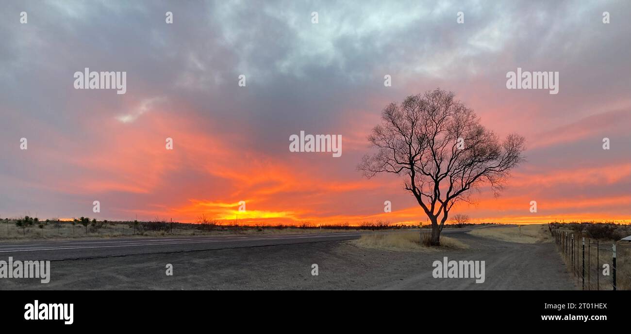 Tramonto lungo la US 90 vicino a Marfa, Texas. Un solo albero si erge lungo l'autostrada in un ambiente difficile. Foto Stock