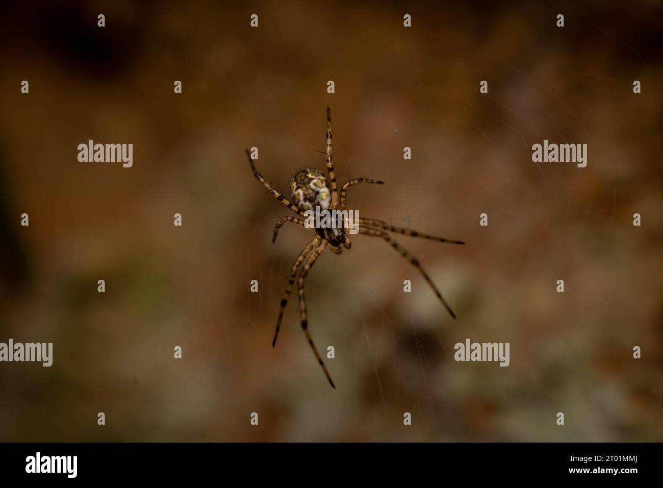 Ragno di Nephilengys malabarensis sulla sua ragnatela, tratto dal lato superiore nella foto Macro Foto Stock