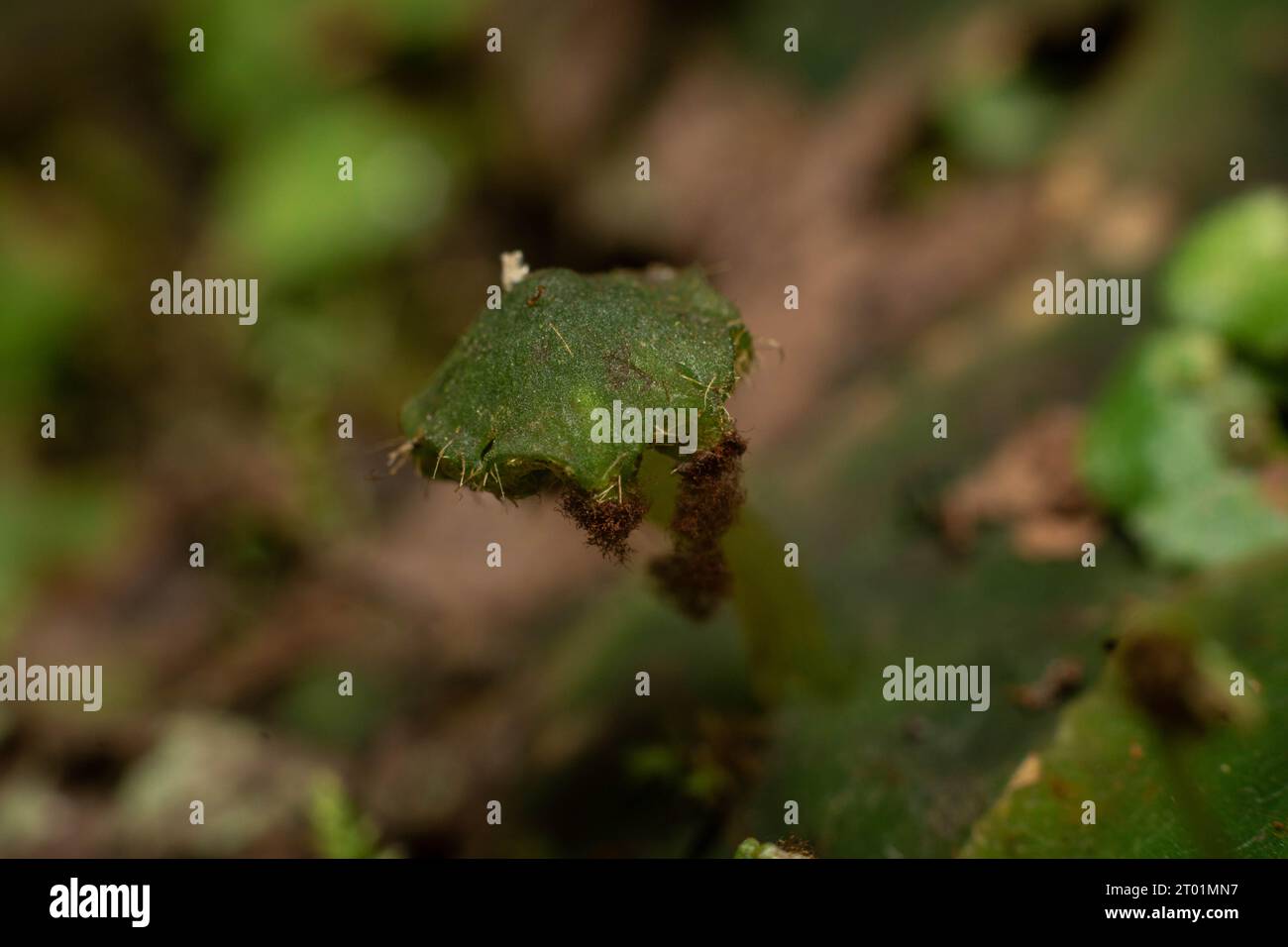 Foto macro di un berretto di liverwort comune che sembra un fungo scattato a Karangasem Bali Foto Stock