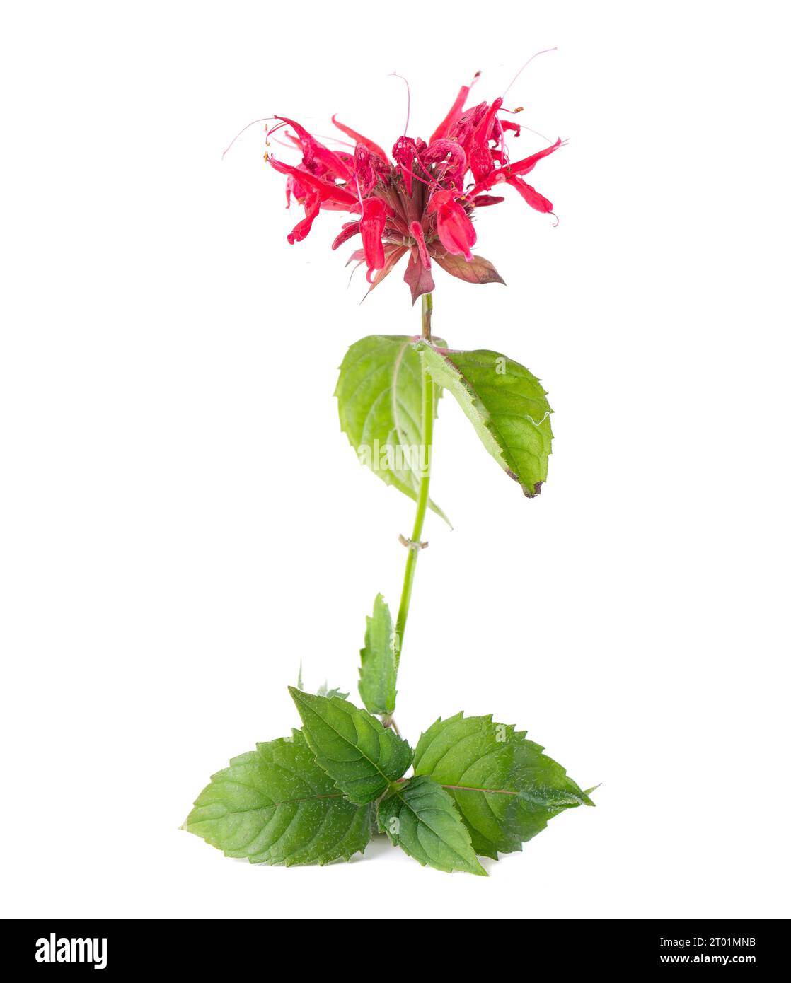 Fiore di bergamotto con foglie verdi isolate su sfondo bianco. Fiore di Monarda didyma. Tè Oswego, beebalm scarlatto. Foto Stock