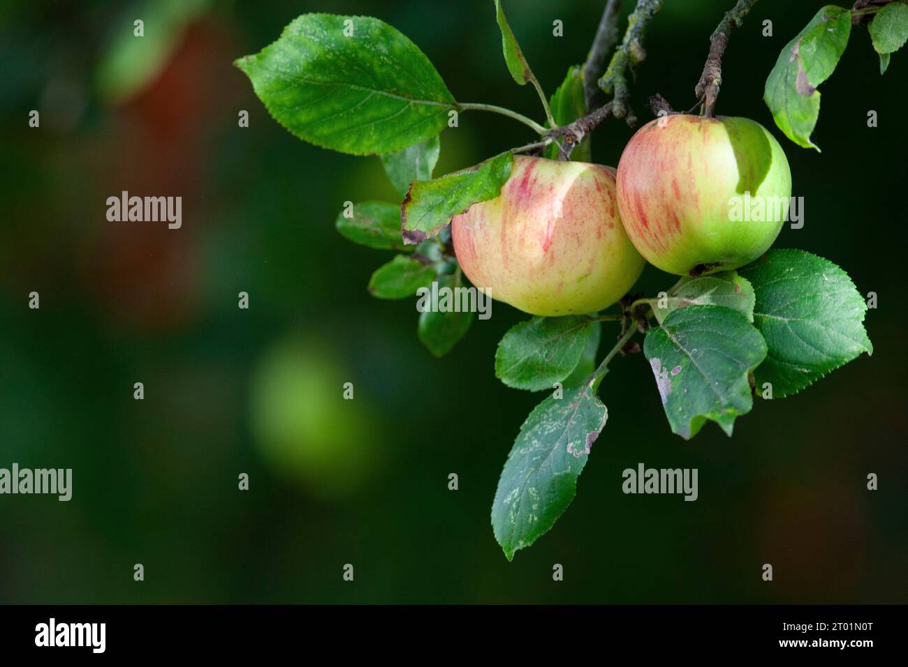 Meteo Regno Unito, 3 ottobre 2023: Con il progredire dell'autunno, le mele maturano su un albero nel giardino del fotografo a Clapham, Londra. Le previsioni meteorologiche prevedono temperature fino a 26 gradi il prossimo fine settimana, ben al di sopra della media stagionale abituale per il periodo dell'anno. Anna Watson/Alamy Live News Foto Stock