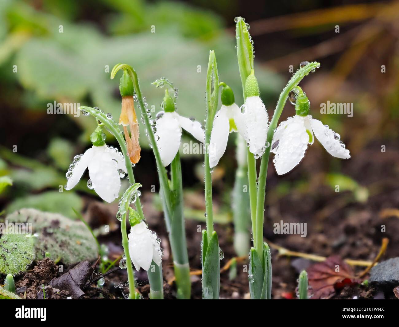 Fiori pieni di rugiada della goccia di neve in fiore autunnale, gruppo Galanthus elwesii var monostictus Hiemalis Foto Stock