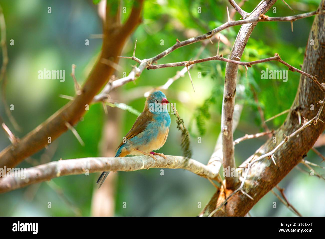 Il cordone Bleu con il cappuccio blu (Uraeginthus cyanocephalus) è un finocchio africano, che mostra un vivace piumaggio blu, che si trova nelle savane dell'AFR subsahariana Foto Stock