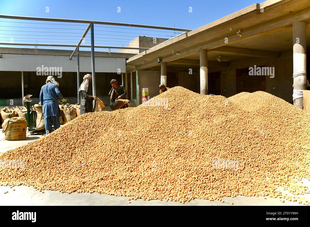 Kandahar. 3 ottobre 2023. Questa foto scattata il 3 ottobre 2023 mostra una pila di albicocche secche nella provincia di Kandahar, Afghanistan. Crediti: Arghand/Xinhua/Alamy Live News Foto Stock